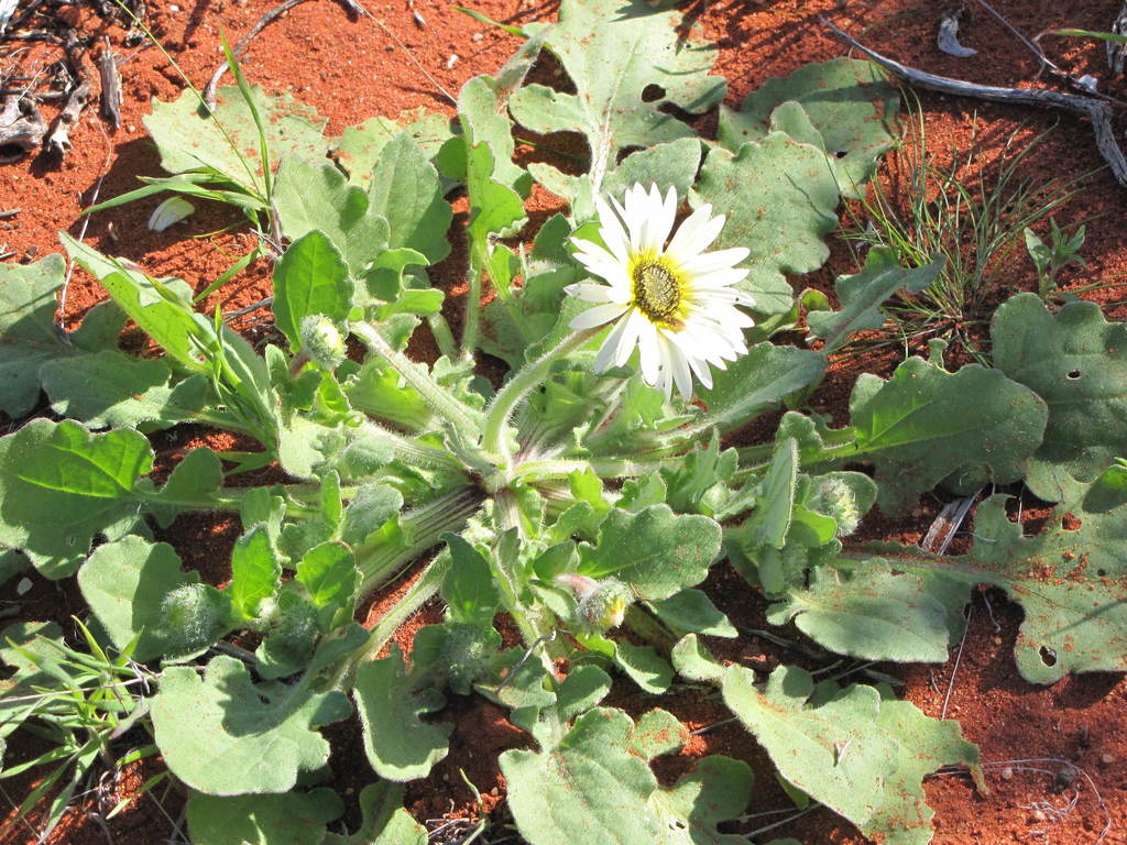 (Arctotis flaccida) - Botanical Realm