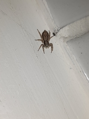 Menemerus bivittatus