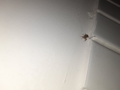 Menemerus bivittatus