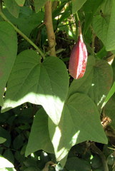Passiflora capsularis