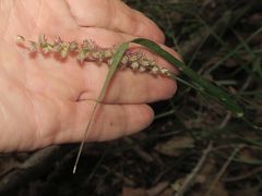 Cenchrus caliculatus