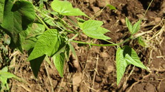 Passiflora capsularis