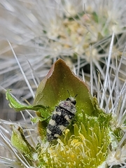 Acmaeodera tuta