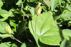 Passiflora capsularis