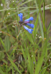 Mertensia longiflora