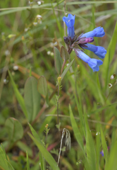 Mertensia longiflora