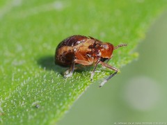 Pissonotus marginatus