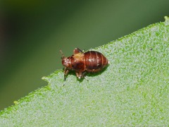 Pissonotus marginatus