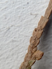 Coleotechnites thujaella