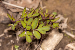 Taenidia integerrima