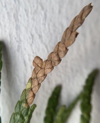 Coleotechnites thujaella