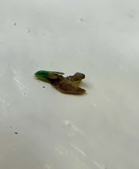 Coleotechnites thujaella