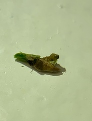 Coleotechnites thujaella