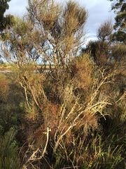 Allocasuarina mackliniana