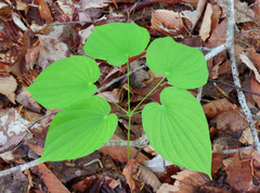 Dioscorea quaternata