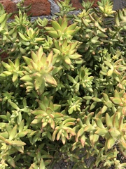Sedum adolphi