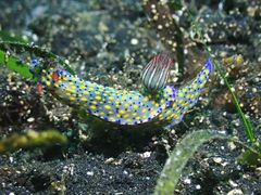 Hypselodoris confetti