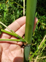 Phyllostachys bambusoides