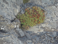 Saxifraga