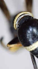 Parancistrocerus perennis
