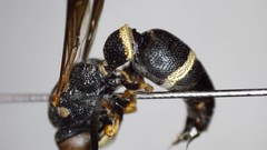 Parancistrocerus perennis