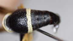 Parancistrocerus perennis