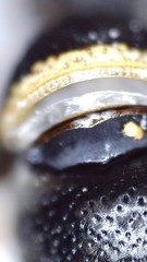 Parancistrocerus perennis