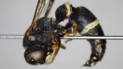 Parancistrocerus perennis