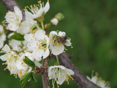 Andrena hippotes