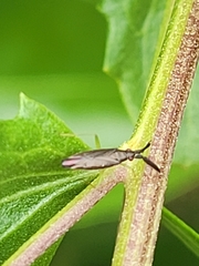 Heterotoma