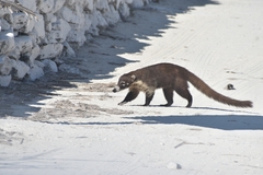 Nasua narica nelsoni