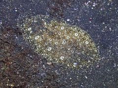 Pardachirus pavoninus