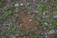 Trianthema parvifolia