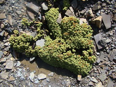 Werneria dactylophylla