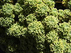 Werneria dactylophylla