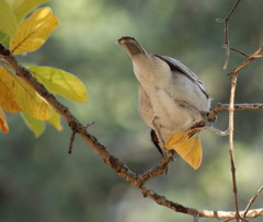 Dryoscopus cubla okavangensis