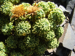 Werneria dactylophylla