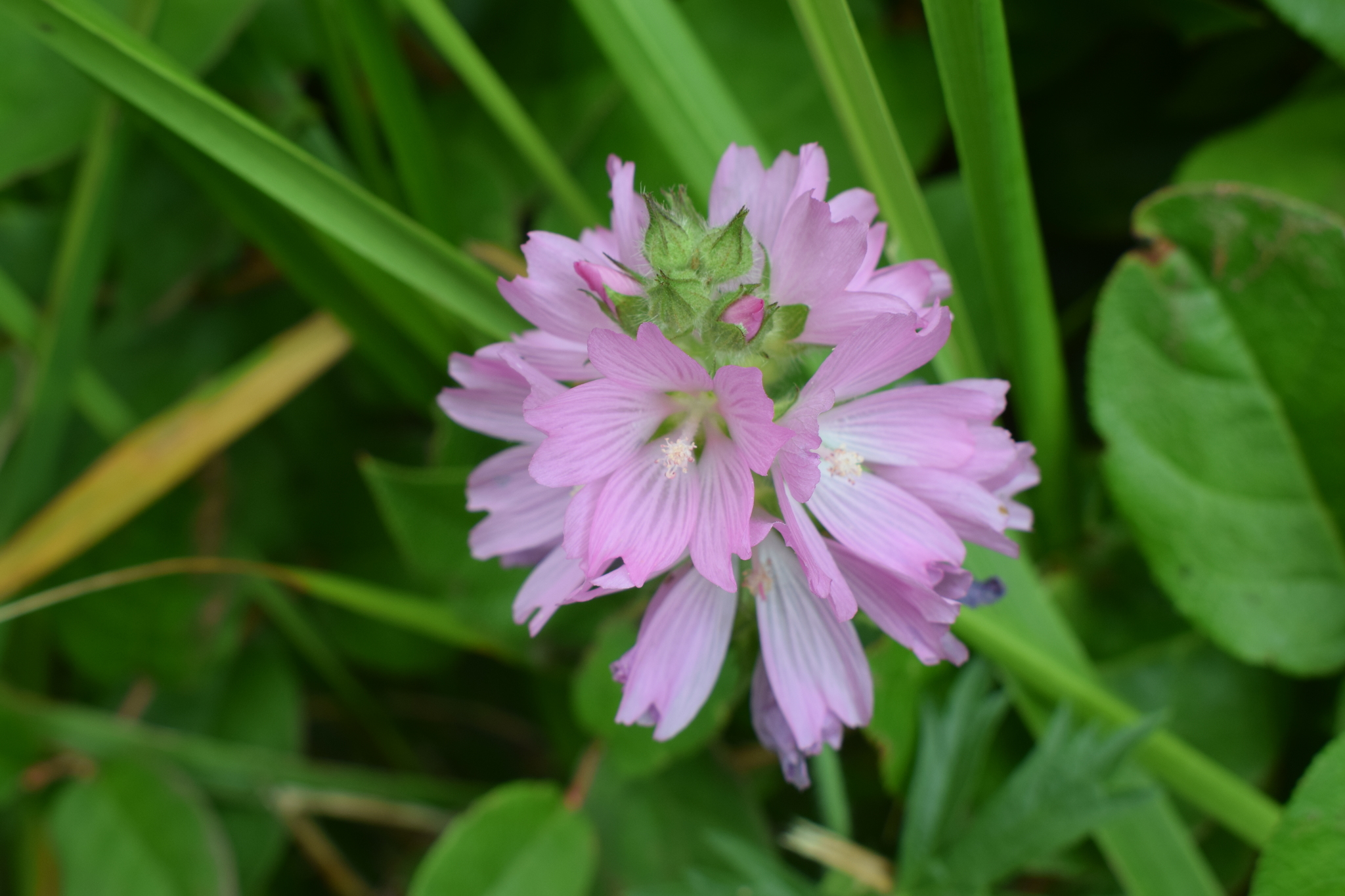 Sidalcea hirtipes