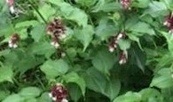 Leycesteria