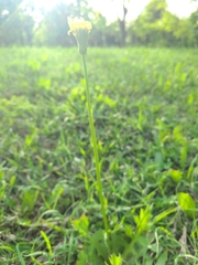 Pyrrhopappus grandiflorus