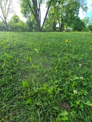Pyrrhopappus grandiflorus