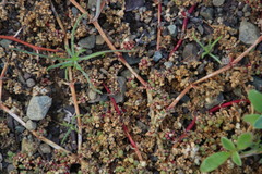 Trianthema parvifolia