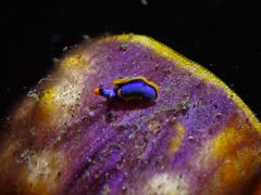 Thuridilla lineolata