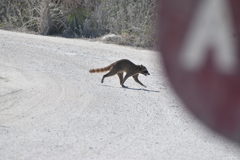 Procyon pygmaeus