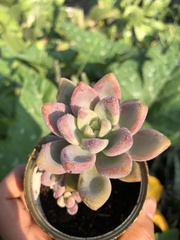 Echeveria prolifica
