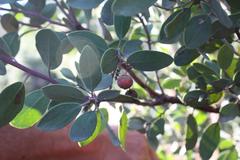 Arctostaphylos canescens
