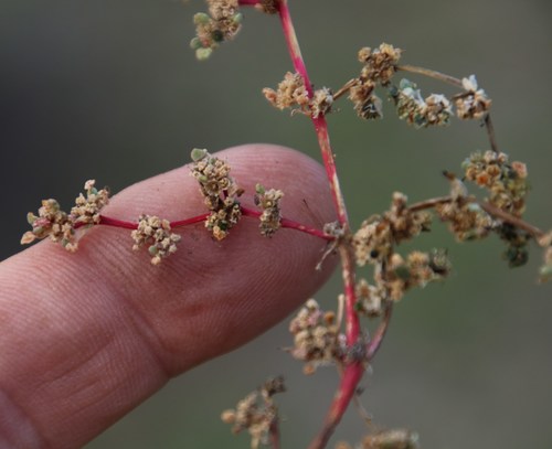 Image of Trianthema parvifolium by (c) Tony Rebelo, some rights reserved (CC BY-SA)