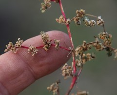 Trianthema parvifolia