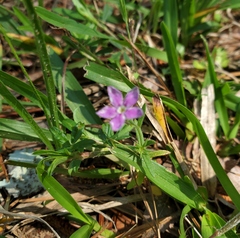 Phlox cuspidata