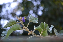 Solanum lycocarpum